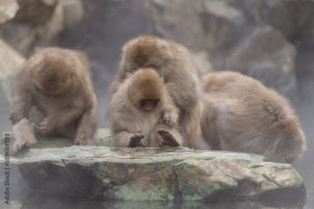 A Snow Monkey (Japanese Macaque) grooming in Japan.