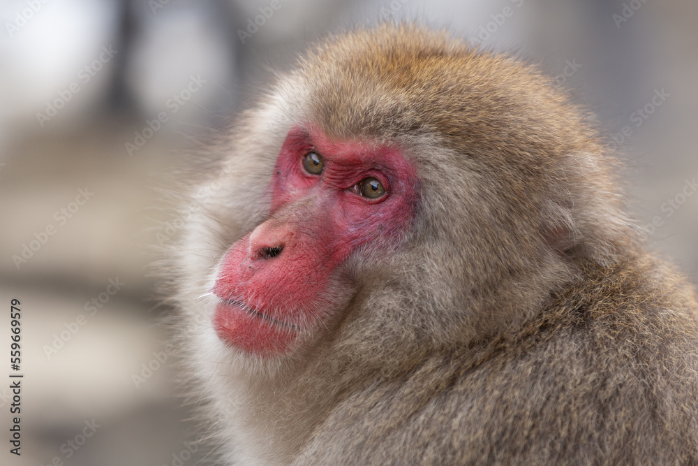 Snow Monkey (Japanese Macaque) near a warm spring in Japan. Snow Monkey (Japanese Macaque) near a warm spring in Japan.