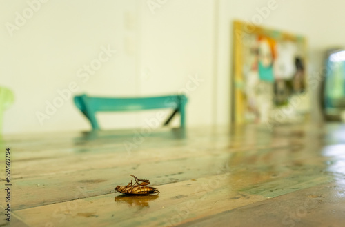 Dead cockroach on a timber kitchen table after being sprayed with pest control chemical © Fleur