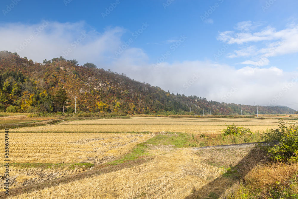 Fototapeta premium 東北地方 秋の田園風景 