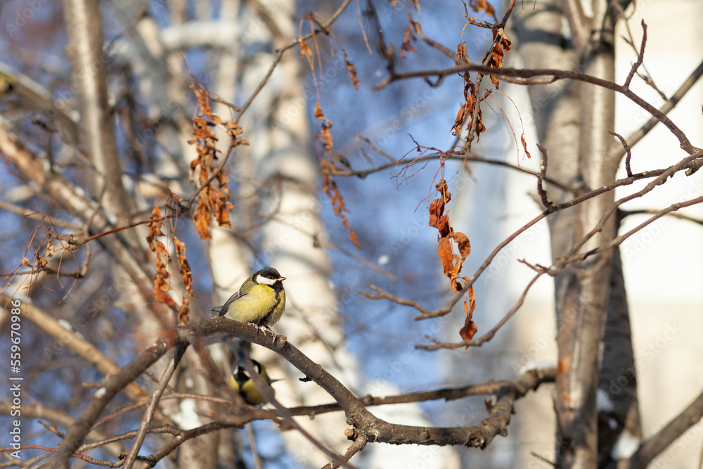 Naklejka premium A beautiful little titmouse sits on a branch in winter and flies for food. Other birds are also sitting on the branches. Sparrows and titmice on a branch near the feeder