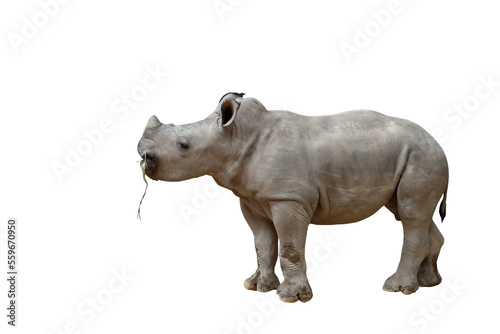 Rhinoceros isolated on transparent background png file