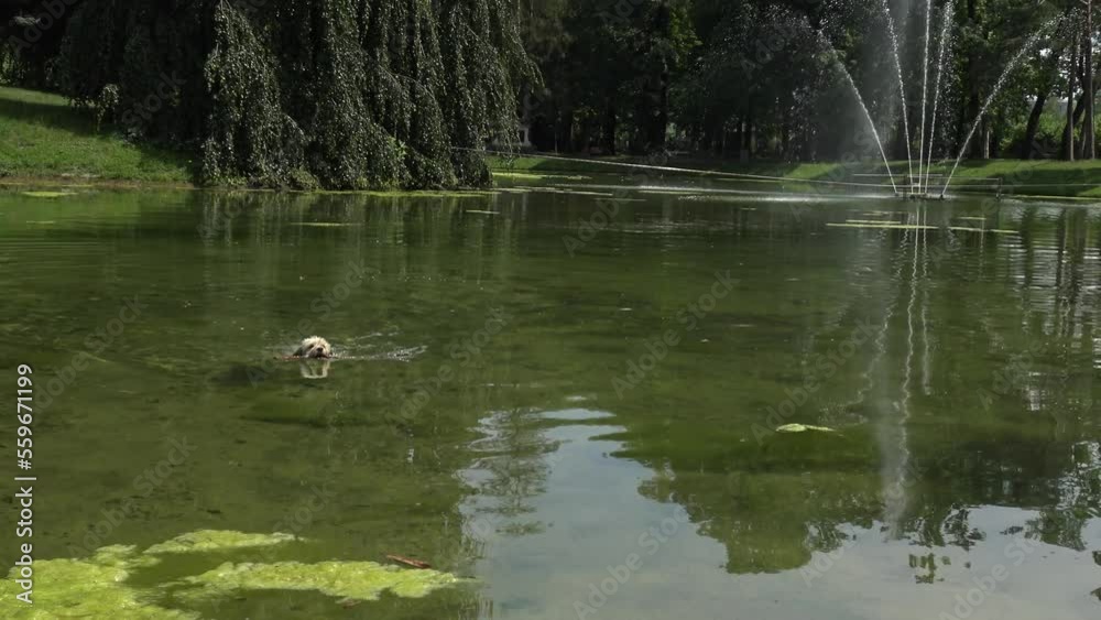 Cute little dog swimming in a big pond, carrying a big stick in his mouth. Cute little dog swimming in a big pond, carrying a big stick in his mouth.