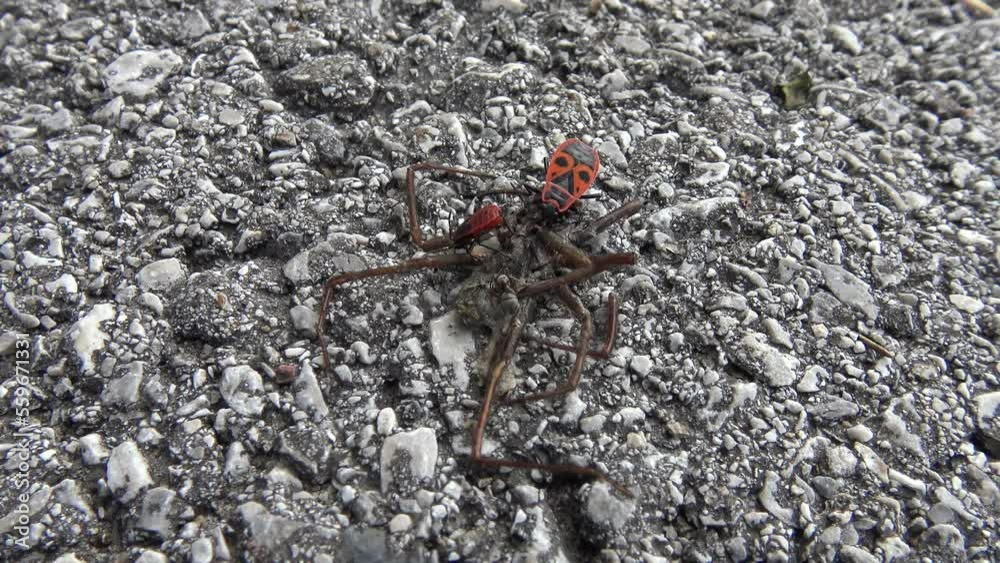 Two red-and-black beetles and an ant eating a dead spider. Two red-and-black beetles and an ant eating a dead spider.