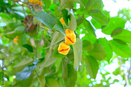 yellow fruits of Euonymus chibae