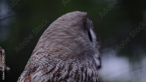 Static shot of a great grey owl frantically looking around taking in everything photo