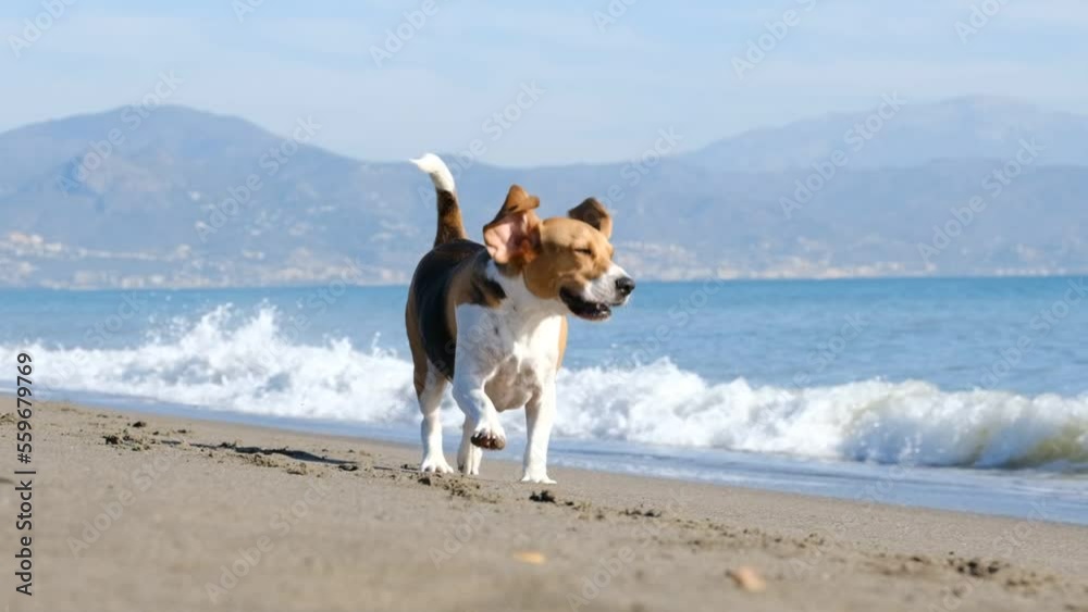 Beagle corriendo en la playa en camara lenta. Perro disfrutando en la orilla del mar. 