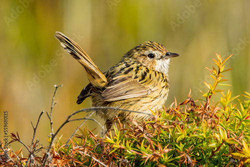 Striated Fieldwren in Victoria, Australia photo