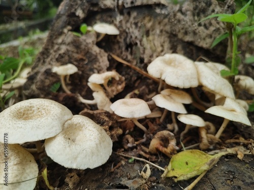 White mushrooms grow on dead logs during humid rainy days