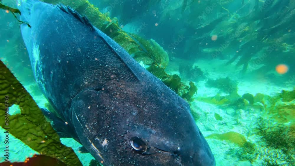 Giant Black Sea Bass in his habitat the giant kelp in the clean ocean