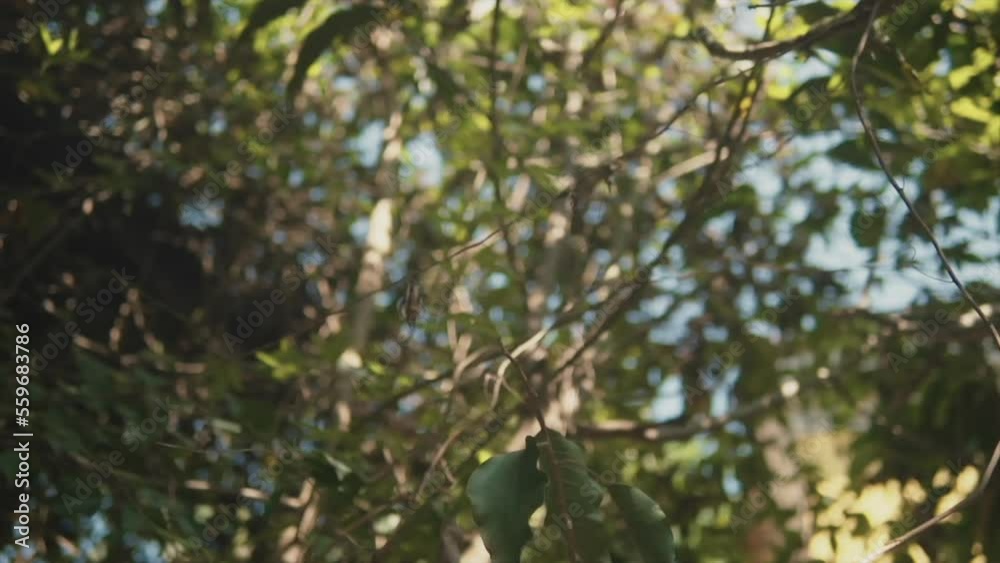 Dreamy b roll of nature. Branches, sunshine and leafs. Dreamy b roll of nature. Branches, sunshine and leafs.