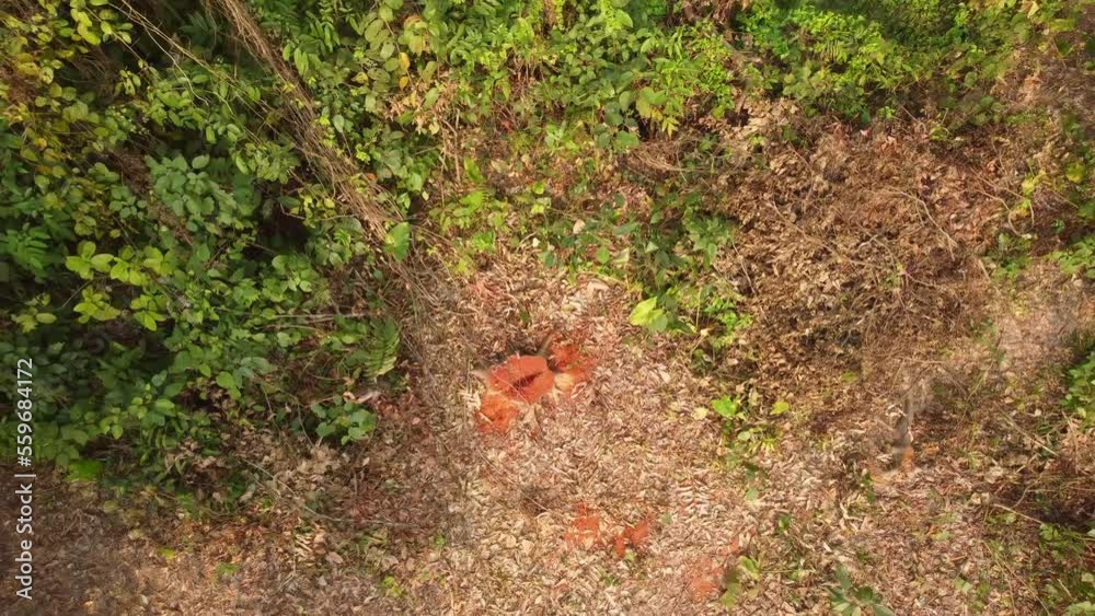 Cutting trees in the jungle caused the place to create empty. Cutting trees in the jungle caused the place to create empty.