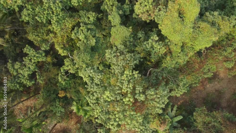 Area view shot of jungle or forest. Area view shot of jungle or forest.