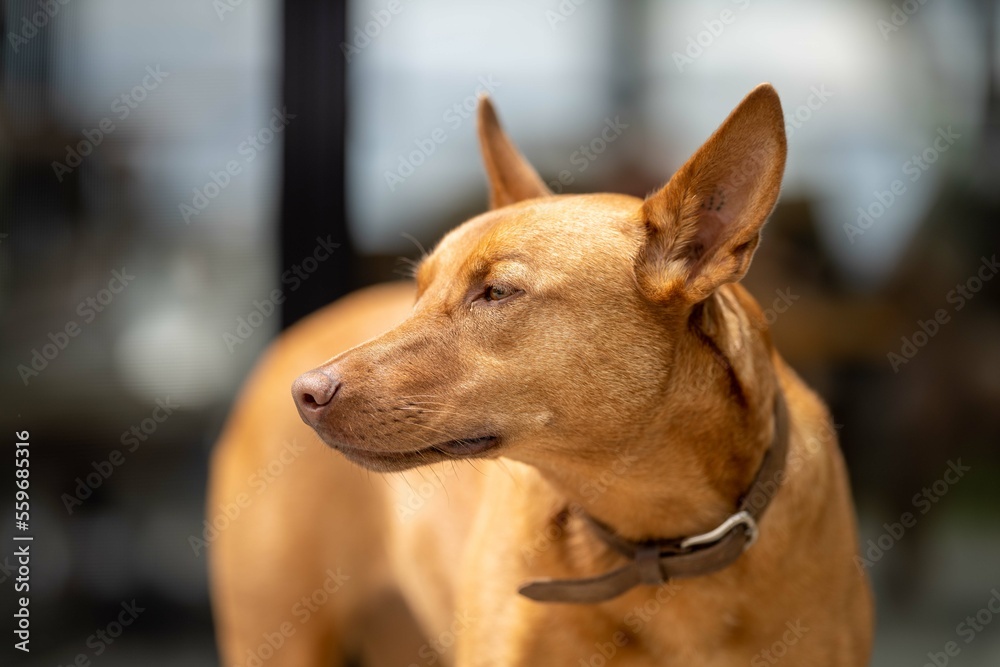 beautiful kelpie working farm dog close up in australia beautiful kelpie working farm dog close up in australia