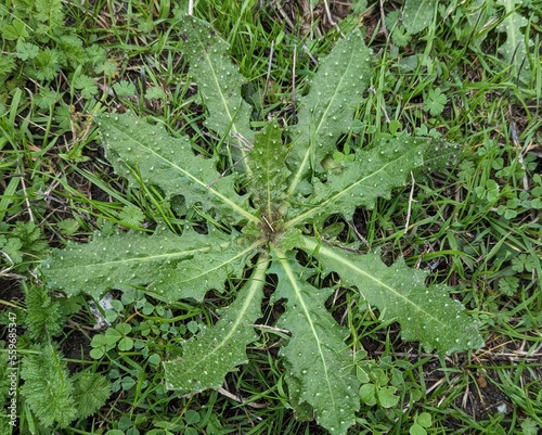 closeup of bristly oxtongue, helminthotheca echioides, sprawling annual, biennial herb