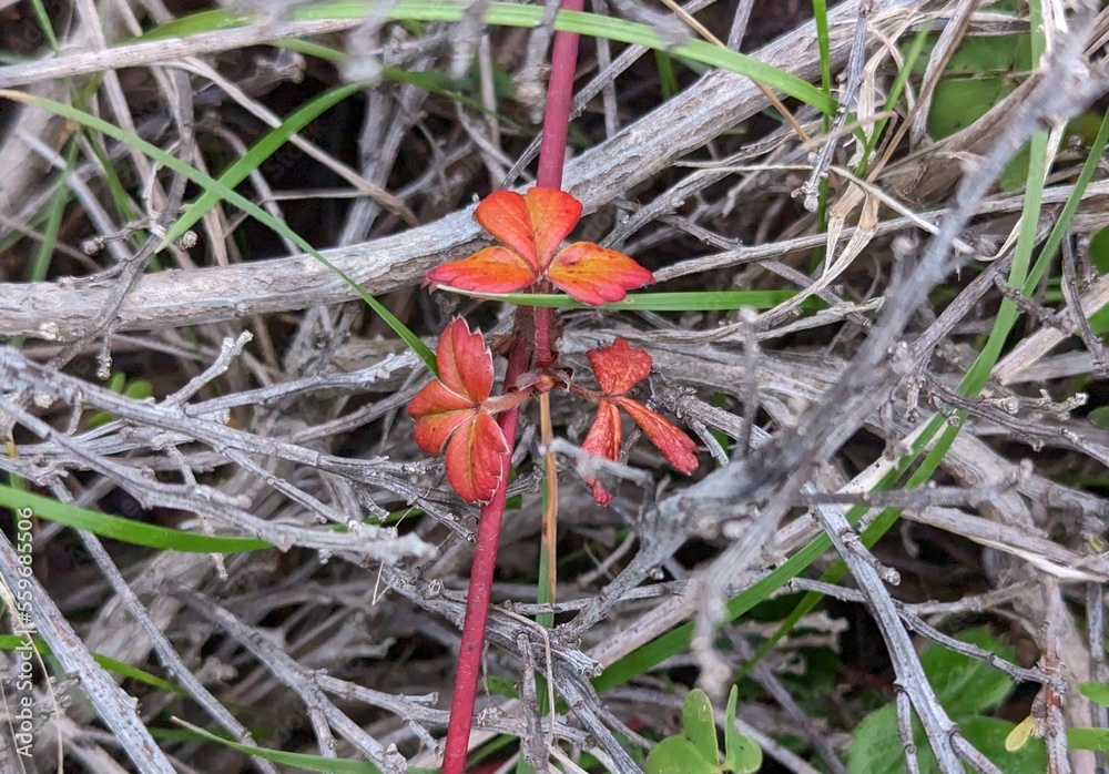 red beach strawberry plant leaves red beach strawberry plant leaves