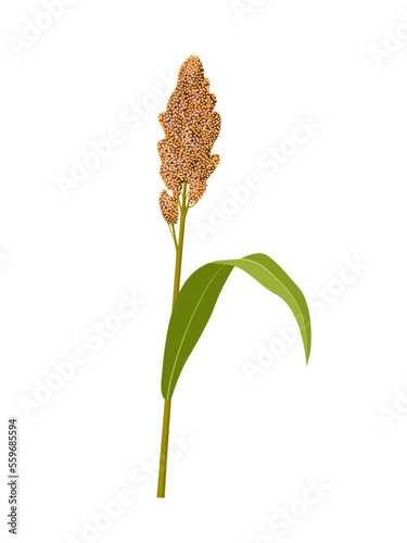 Vector illustration, Sorghum bicolor, commonly called sorghum and also known as great millet, durra, jowari, jowar or milo. isolated white background.