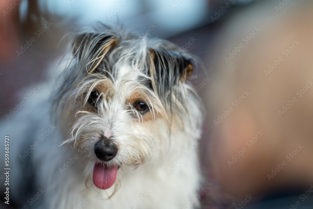 small jack russell dog close up. hairy little dog