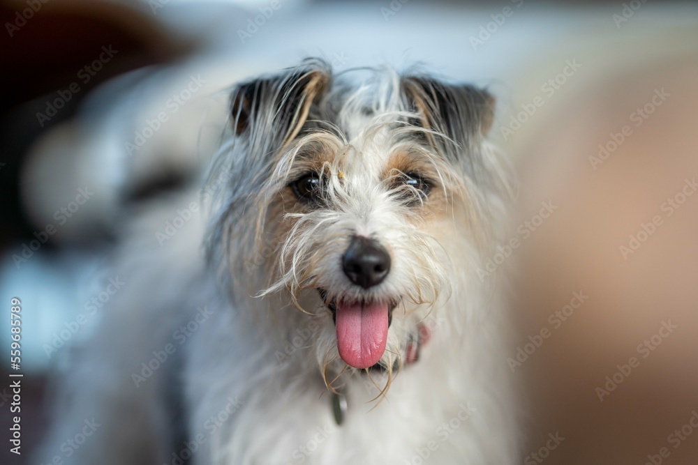small jack russell dog close up. hairy little dog small jack russell dog close up. hairy little dog