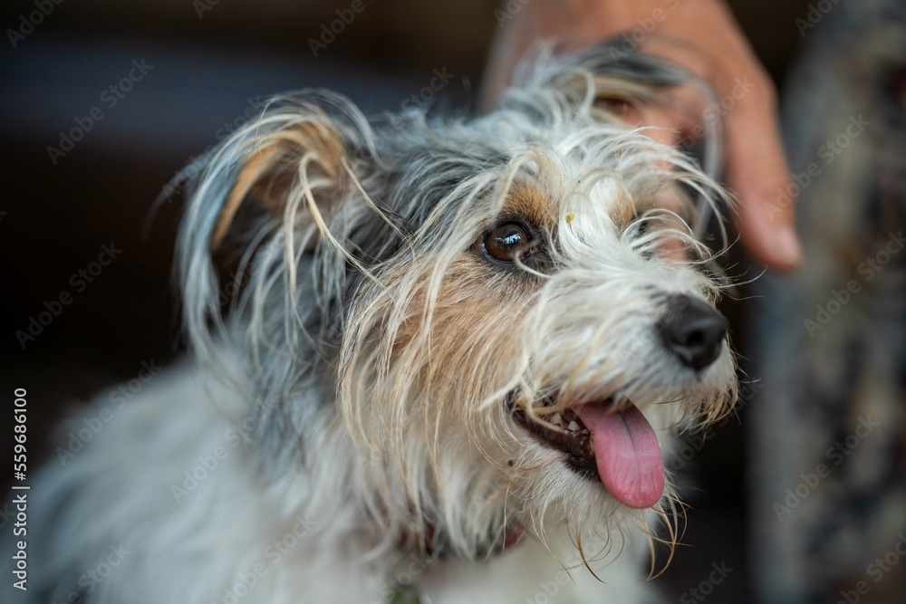 small jack russell dog close up. hairy little dog