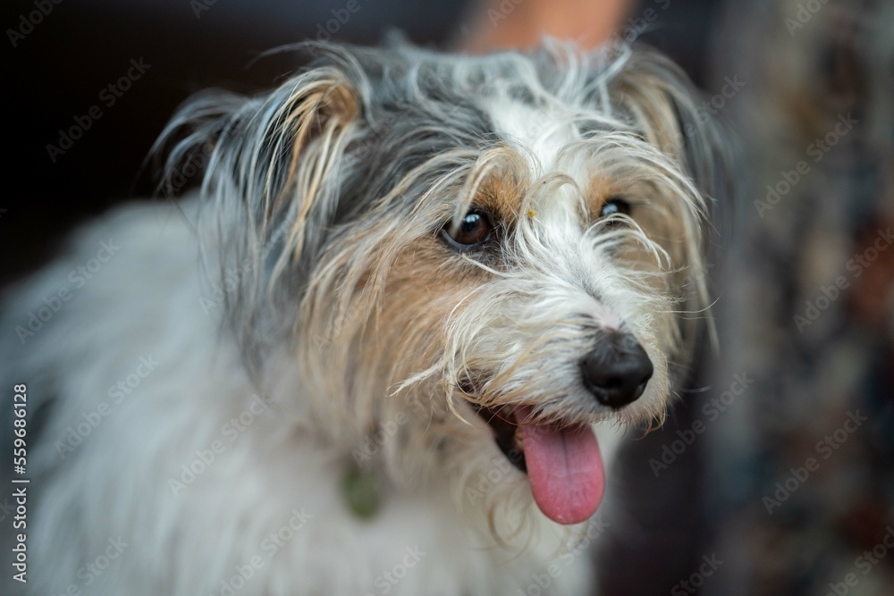 small jack russell dog close up. hairy little dog small jack russell dog close up. hairy little dog