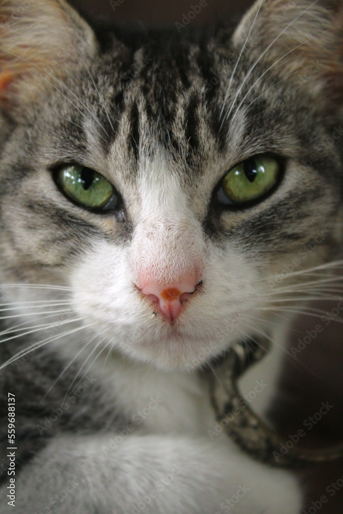 Portrait of adult cat, outdoors. Portrait of adult cat, outdoors.
