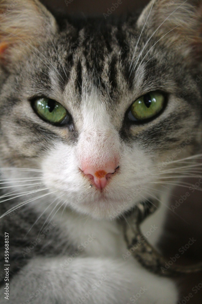 Portrait of adult cat, outdoors.