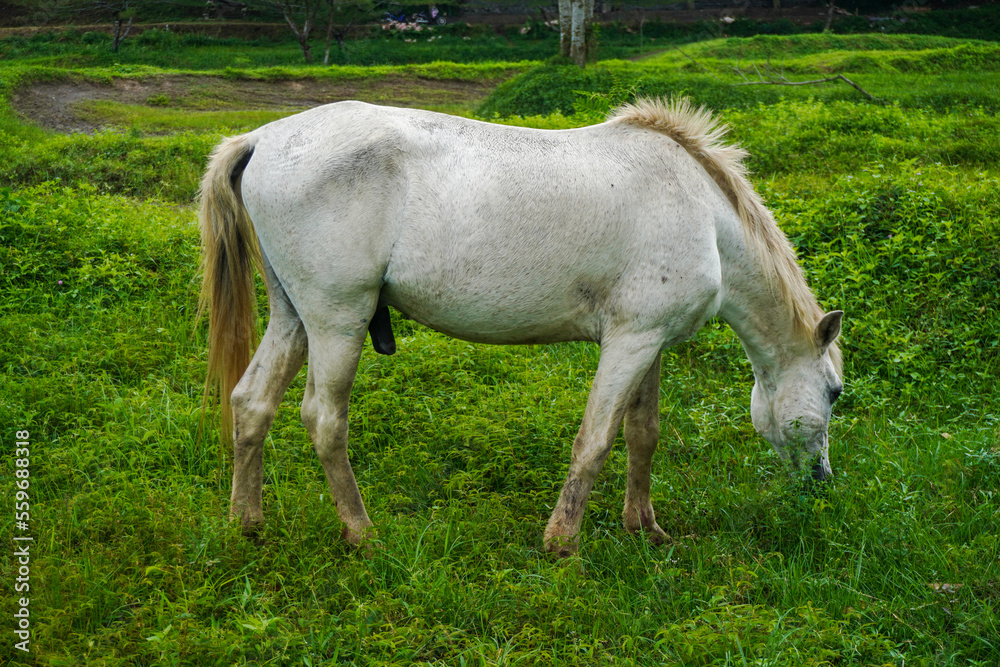 White horse eating grass on green fields White horse eating grass on green fields