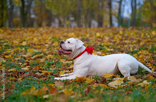 Funny happy cute dog breed american bulldog plays in the park. Orange golden autumn concept. © Irina Ukrainets