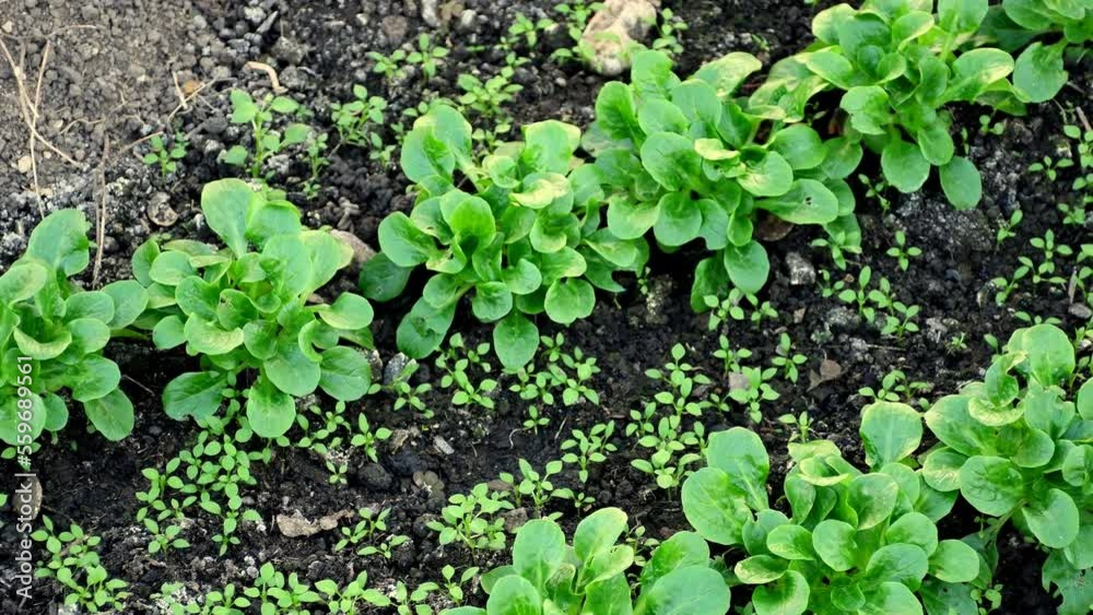 common cornsalad in a greenhouse in winter in Germany common cornsalad in a greenhouse in winter in Germany