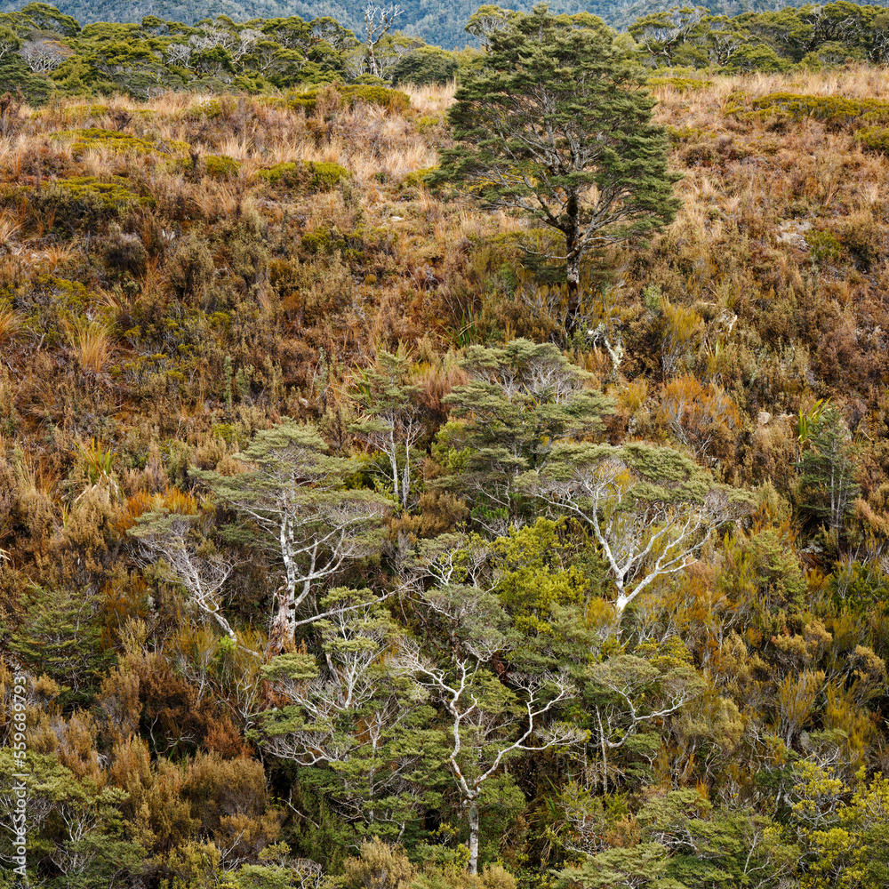 A twisted mountain beech tree viewed from the Heaphy Track. A twisted mountain beech tree viewed from the Heaphy Track.