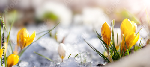 Closeup view of the spring flowers in the park.