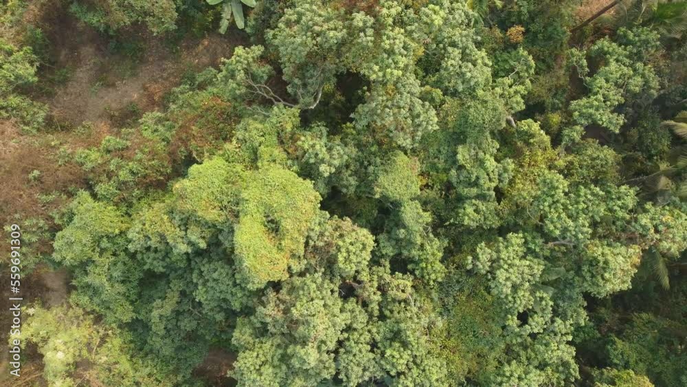 Area view shot of jungle or forest. Area view shot of jungle or forest.
