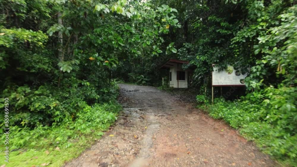 Entering pathway into dense green vibrant jungle, dolly forward Entering pathway into dense green vibrant jungle, dolly forward