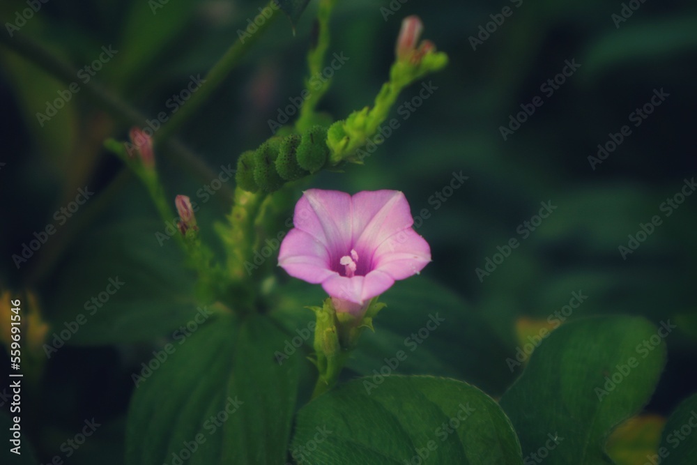 pink and yellow flower pink and yellow flower