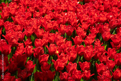 Close up of red tulips in the garden 