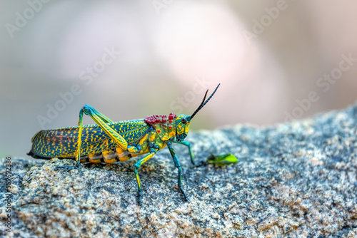 Grasshopper Rainbow Milkweed Locust or Rainbow Bush Locust (Phymateus saxosus), Endemic colorful insect, grasshoppers of the family Pyrgomorphidae. Anja Community Reserve, Madagascar wildlife animal. © ArtushFoto
