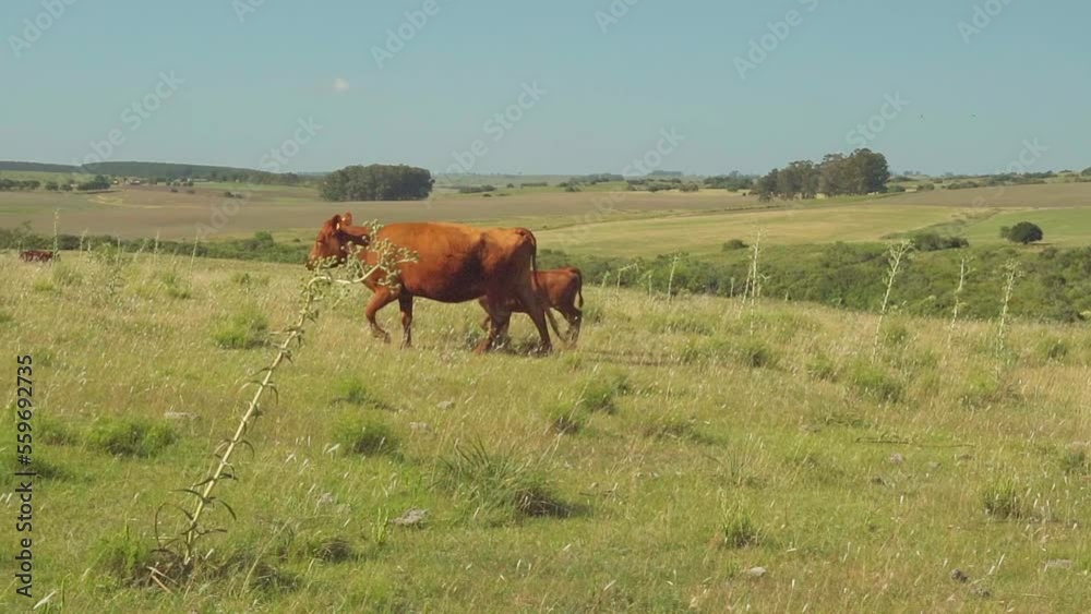 Happy cow and calf walking and running freely on a natural pasture, up the hill in the Uruguayan countryside, slow motion, panning shot Happy cow and calf walking and running freely on a natural pasture, up the hill in the Uruguayan countryside, slow motion, panning shot
