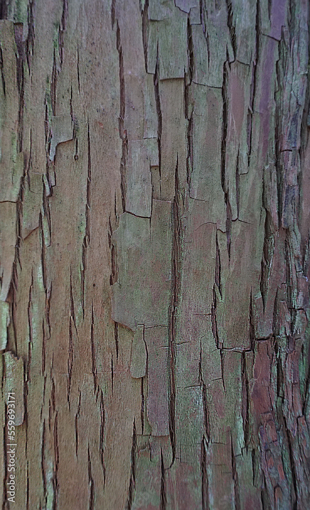 bark of a tree bark of a tree