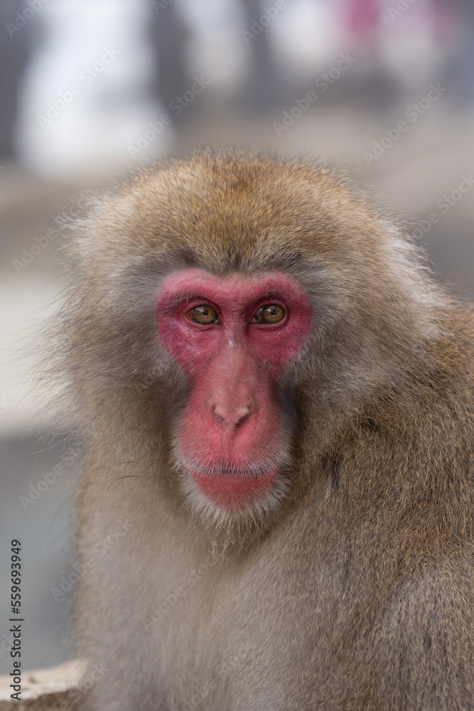 Snow Monkey (Japanese Macaque) near a warm spring in Japan. Snow Monkey (Japanese Macaque) near a warm spring in Japan.