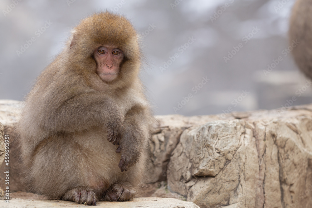 Snow Monkey (Japanese Macaque) near a warm spring in Japan. Snow Monkey (Japanese Macaque) near a warm spring in Japan.