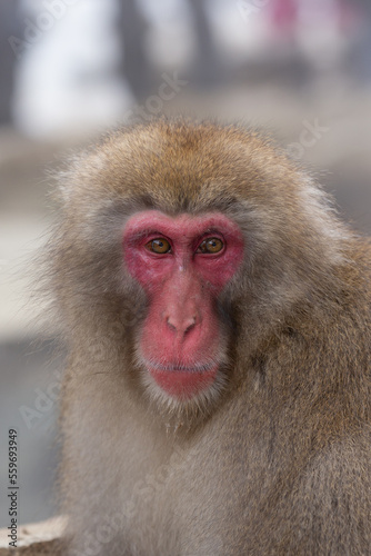 Snow Monkey (Japanese Macaque) near a warm spring in Japan. © Grantat