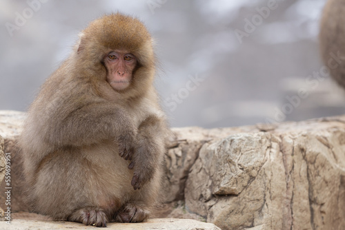 Snow Monkey (Japanese Macaque) near a warm spring in Japan.