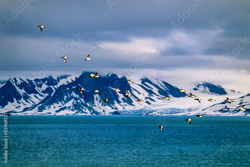 Flock with little auk flying at a rocky coastline