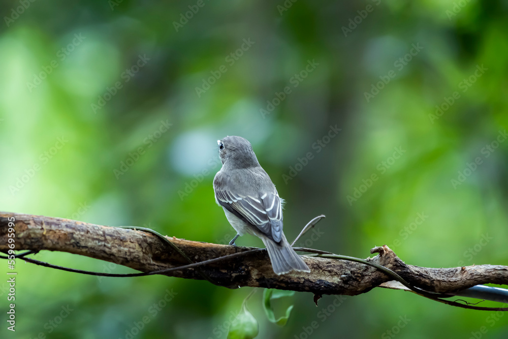 The Taiga Flycatcher in nature