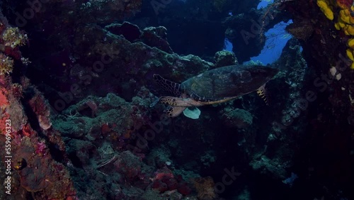 Wallpaper Mural Hawksbill Turtle - Eretmochelys imbricata at the famous Liberty ship wreck. Underwater world of Tulamben, Bali, Indonesia. Torontodigital.ca
