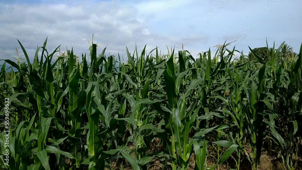 Growing corn plants lined the field with fresh green leaves Growing corn plants lined the field with fresh green leaves