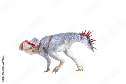 Protoceratops    dinosaur on  isolated background