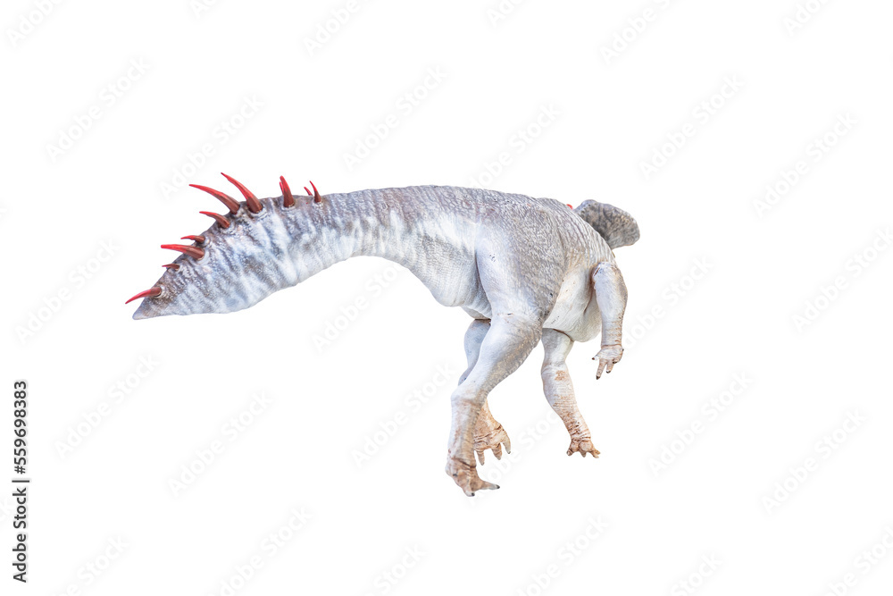 Fototapeta premium Protoceratops , dinosaur on isolated background