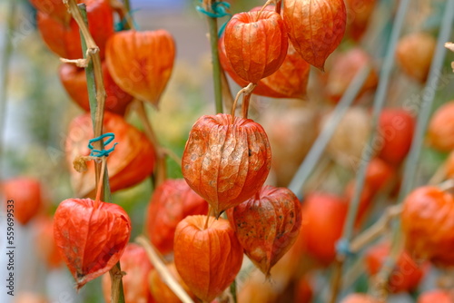 Fotografía fruits of chinese lantern plant